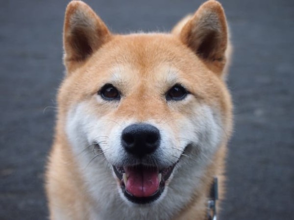 a random shiba from shibes.lol