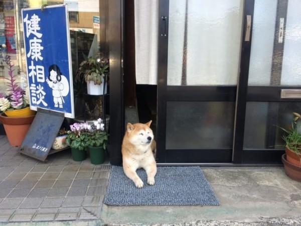 a random shiba from shibes.lol