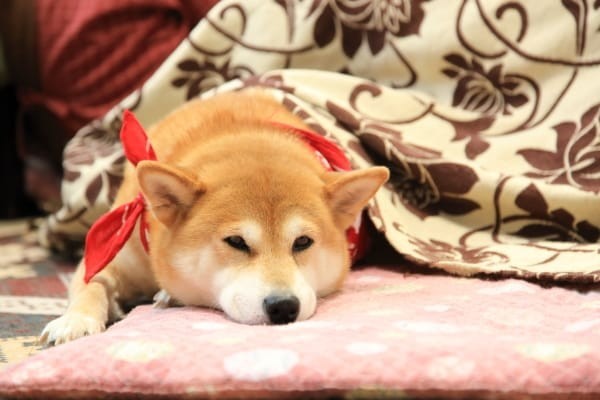 a random shiba from shibes.lol