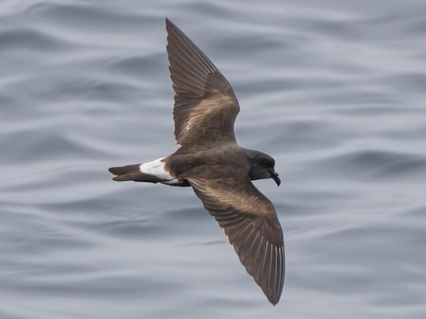 Picture of Townsend's Storm-Petrel