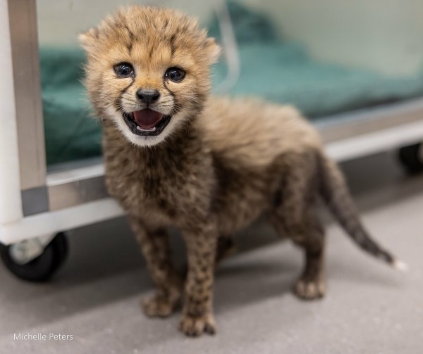 Azure Generated Description:
a lion cub standing on a carpet (29.26% confidence)
---------------
Azure Generated Tags:
mammal (97.01% confidence)
animal (95.91% confidence)
fur (87.41% confidence)
indoor (65.51% confidence)
ground (58.76% confidence)
cat (49.61% confidence)
