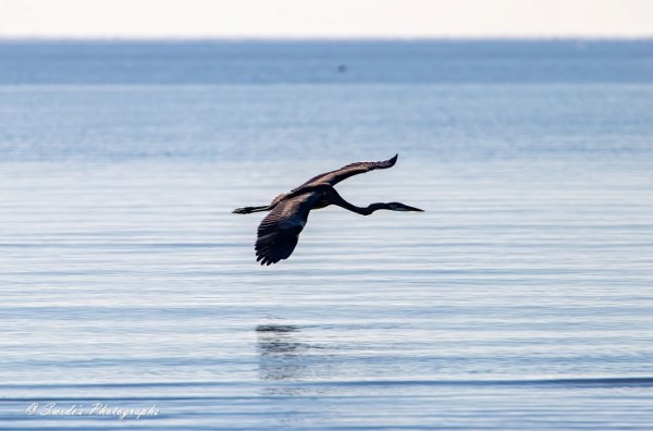 "The image shows a great blue heron flying low over a calm ocean. The bird's wings are outstretched, its legs dangle behind, and its neck stretches forward in a crooked, serpent-like pose ending in its pointed beak. The heron's muted reflection is visible on the water's surface. The image of the heron is almost just a silhouette, but the morning sun rising in the southeast illuminates its back, revealing brown and black feathers. The background features a serene, expansive view of the ocean with a gradient of blue hues, creating a peaceful and tranquil scene. The photograph is signed "© Swede's Photographs" in the bottom left corner." - Copilot with edits