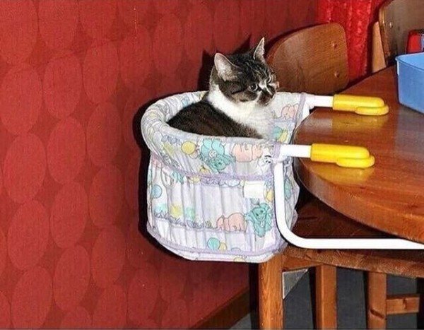 Photo of a cat sitting in the pouch of a baby seat table attachment at a dinner table. Baby hungry!