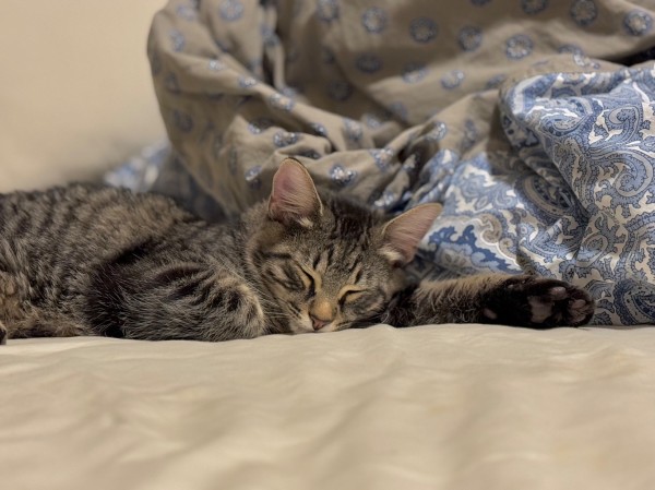 A brown tabby laying on a bed with his eyes closed