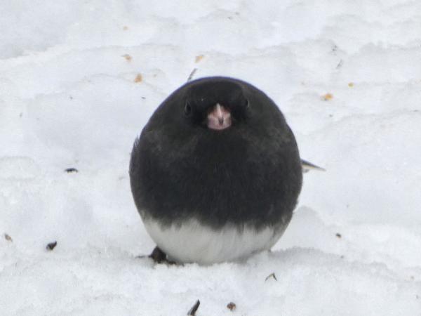 Closeup of a VERY round junco sitting the snow surrounded by bits of ground seed and husks. It is looking straight at the camera with a pinkish beak and two black eyes set back into its pompom shape. Its feathers are nearly black except for the bottom 1/5 which is white. It sort of looks like a monochrome Easter egg.