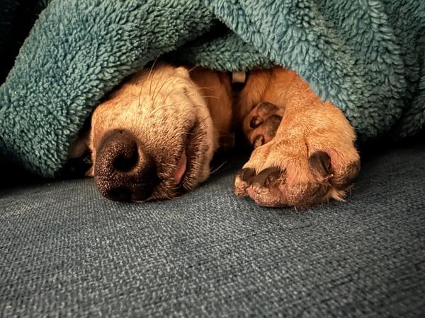 Dachshund mix is mostly under a blanket, a snoot and two paws just visible. He has a teeny sliver of tongue sticking out