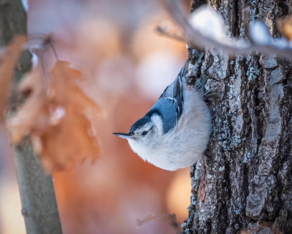 A photograph of a White-breasted Nuthatch clinging to an oak trunk. Leaves still clinging to other oak trees are visible in the blurred background, with hints of the snow on some of those branches.
