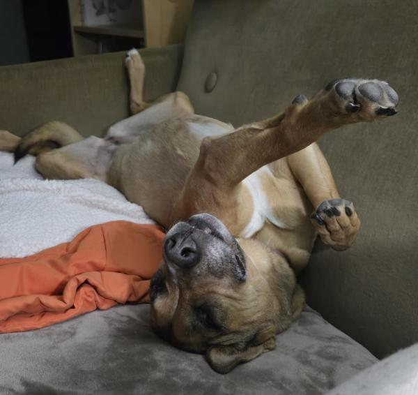 Reddish tannish dog laying on a green couch. The dog is stretched out on her back, feet in the air in a kind of upside down superman flying pose.