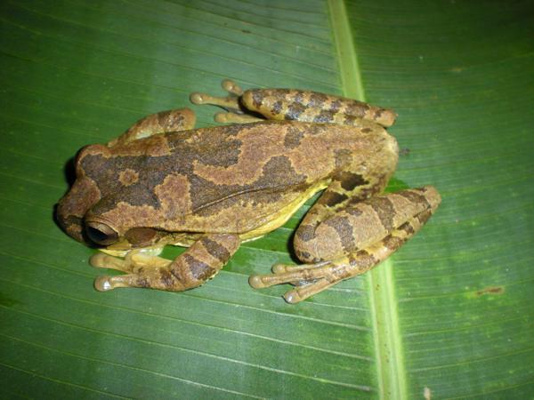 An orange-brown frog photographed from above as its on a big leaf, darkers splotches covering its back and darker stripes crossing its limbs.