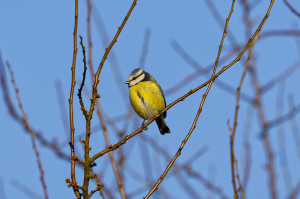 Eine Blaumeise (Cyanistes caeruleus) sitzt auf dem Zweig eines Obstbaums. Sie wendet dem Betrachter den Bauch zu und schaut nach rechts.
Die vom Schnabelansatz bis zum vorderen Augenwinkel weiße Stirn geht oben in die charakteristische hellblaue Kopfplatte über. Die Federn im Scheitelbereich können zu einer niedrigen, stumpfen Haube aufgestellt werden. Von der hellblauen Kopfplatte durch einen weißen Streifen abgesetzt zieht ein schmaler schwarzer Augenstreif vom Schnabelansatz bis zum dunkelblauen Nackenband. Die weißen Wangen sind vorn durch einen schwarzen Kehlfleck und brustwärts durch einen schwarzblauen Halsring begrenzt.
Rücken und Schultern sind dumpf grünlich. Der Bürzel ist graublau und geht fließend in die Oberschwanzdecken über. Die hellblauen Steuerfedern sind am Kiel sehr dunkel und haben teilweise einen weißen Saum oder Rand. Brust, Flanken und Bauchseiten sind leuchtend gelb. In der Mitte der Unterseite des Rumpfes befindet sich ein schwarzer Längsstrich, der jedoch teilweise auch von den umliegenden Federn verdeckt wird. Die Flügel sind oberseits blau mit einer weißen Flügelbinde, die einzelnen Schwungfedern sind mehrfarbig.